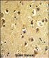 ARPC3 Antibody (C-term)