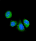 AP6604c-ASPN-Antibody-Center