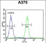 C1QTNF1 Antibody (N-term)