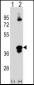 C1QTNF1 Antibody (N-term)