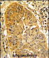 CALD1 Antibody (Center)