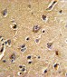 CDC23 Antibody (N-term)
