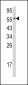 CDC23 Antibody (N-term)