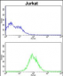 CDCA3 Antibody (N-term)