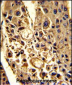 CFHL1 Antibody (C-term)