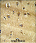 RPS9 Antibody (C-term)