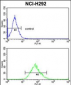 STXBP1 Antibody (Center)