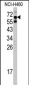 STXBP1 Antibody (Center)