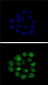 TIEG2 Antibody (N-term)