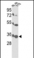 VDAC1 Antibody (Center)