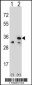 VDAC1 Antibody (Center)