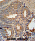 AZGP1 Antibody (N-term)