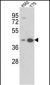 AZGP1 Antibody (N-term)