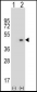 AZGP1 Antibody (N-term)