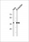 EIF3H Antibody (C-term)