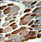 EMILIN1 Antibody (N-term)