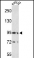 EMILIN1 Antibody (N-term)