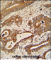 ETHE1 Antibody (Center)