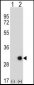 ETHE1 Antibody (Center)