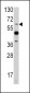 ETV4 Antibody (C-term)