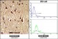 FKHR Antibody (Center D469)