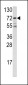 FKHR Antibody (Center D469)