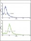 HMGCS1 Antibody (C-term)