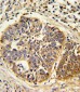 HMGCS1 Antibody (C-term)