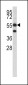 HMGCS1 Antibody (C-term)