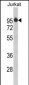 HTATSF1 Antibody (N-term)