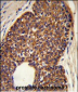 MTBP Antibody (C-term)