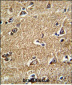 RAB13 Antibody (Center)
