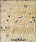 SCFD1 Antibody (C-term)