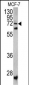 SCFD1 Antibody (C-term)