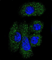 SERPING1 Antibody (Center)
