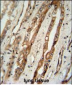 SERPING1 Antibody (Center)