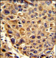 SPCS3 Antibody (C-term)