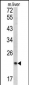 SPCS3 Antibody (C-term)