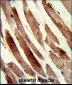 TAGLN Antibody (N-term)