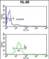 TBP Antibody (Center)