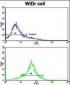 TYSY Antibody (C-term)