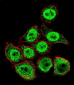 TYSY Antibody (C-term)