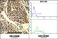 WNT4 Antibody (C-term)