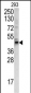 WNT4 Antibody (C-term)