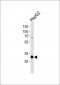 PSME2 Antibody (C-term)