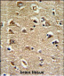 RAN Antibody (N-term)