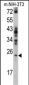 RAN Antibody (N-term)