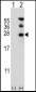 RAN Antibody (N-term)