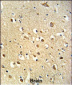 OGT Antibody (C-term)