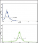 CCL2 Antibody (C-term)